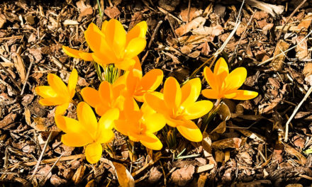 Rosenmontag und Frühlingsgefühle
