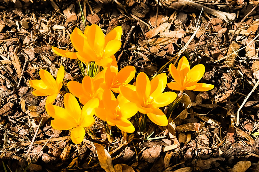 Rosenmontag und Frühlingsgefühle